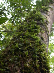 Hymenophyllum oligosorum