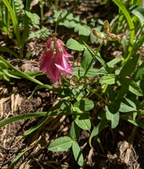 Trifolium brandegeei