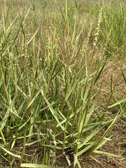 Sporobolus anglicus
