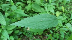 Urtica sondenii
