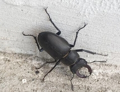 Lucanus cervus turcicus