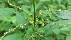 Urtica sondenii