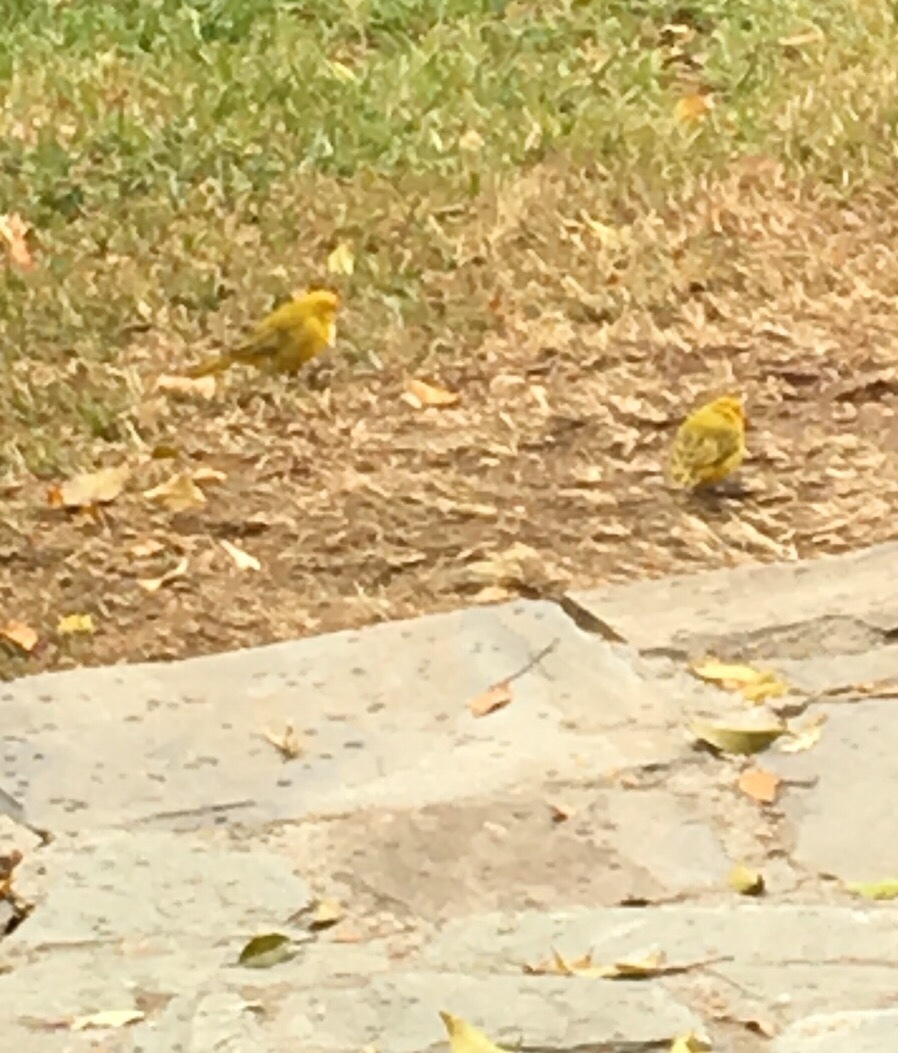 Sicalis flaveola image