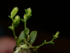 Taeniophyllum compacta