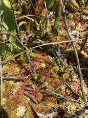 Drosera rotundifolia image