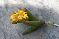 Delosperma versicolor