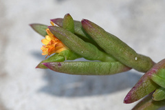 Delosperma versicolor