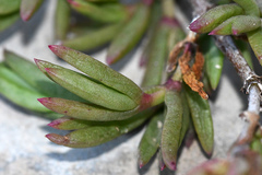 Delosperma versicolor