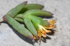 Delosperma versicolor