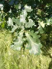 Quercus robur