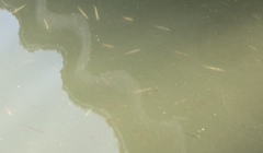 Sphyraena borealis