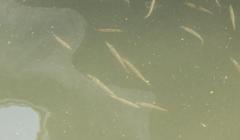 Sphyraena borealis