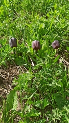 Fritillaria latifolia