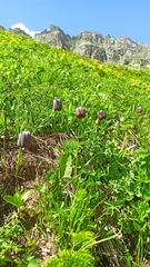 Fritillaria latifolia
