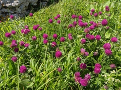 Trifolium alpestre