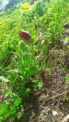 Fritillaria latifolia