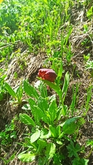 Fritillaria latifolia