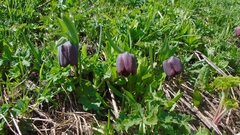 Fritillaria latifolia