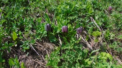 Fritillaria latifolia