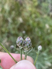 Centaurea stoebe australis