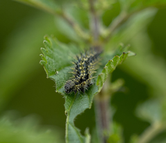 Aglais urticae