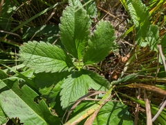 Potentilla umbrosa