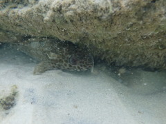 Epinephelus quoyanus