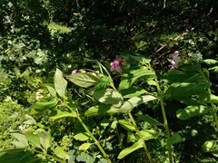 Impatiens glandulifera