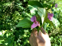 Impatiens glandulifera