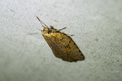 Meritastis