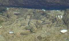 Pseudaspius