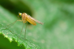 Xanthochlorus tenellus