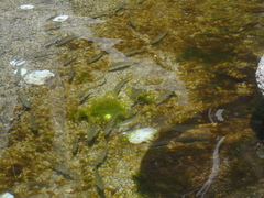 Pseudaspius