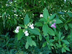 Impatiens glandulifera