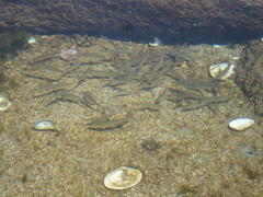 Pseudaspius