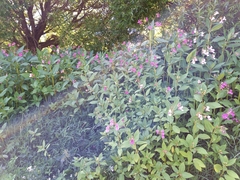 Impatiens glandulifera