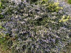 Ceanothus foliosus foliosus