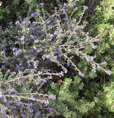 Ceanothus foliosus foliosus