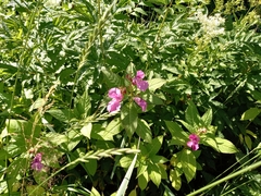 Impatiens glandulifera