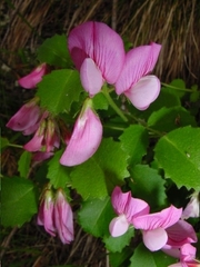 Ononis rotundifolia