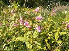 Impatiens glandulifera