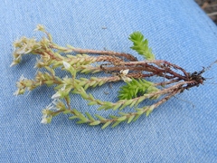 Sedum gracile