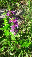 Lythrum salicaria
