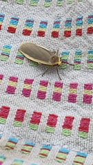 Eilema lurideola