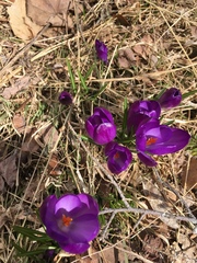 Crocus vernus