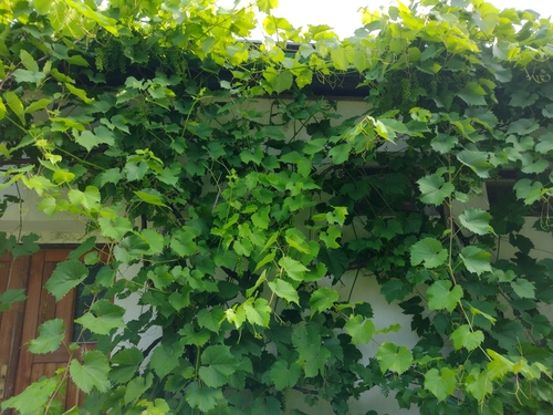 vinič (Vitis)