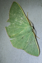 Prasinocyma semicrocea