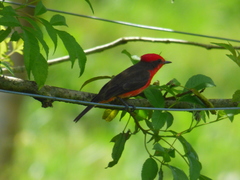 Pyrocephalus rubinus piurae