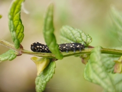 Athalia scutellariae