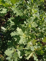 Quercus robur